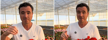 Ángel Illescas, experto en plantas: "Estas son las tres cosas fundamentales para que el geranio esté dando flores todo el año" 