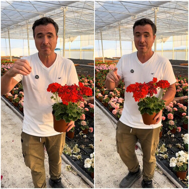 Ángel Illescas, experto en plantas: "Estas son las tres cosas fundamentales para que el geranio esté dando flores todo el año" 