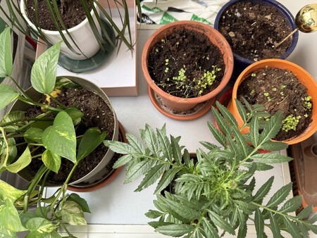 Plantas