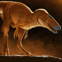 Antes dos tiranossauros existiam os "dragões": nova espécie de dinossauro é identificada na Mongólia