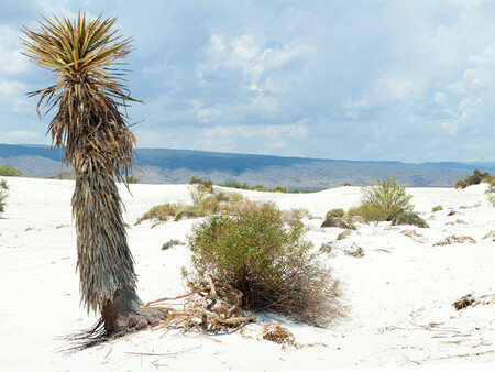 Dunas Cuatro Cienegas