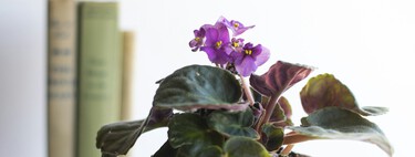 Cinco plantas de invierno que regalan preciosas flores. Apenas tienes que cuidarlas y llenarán tu casa de color