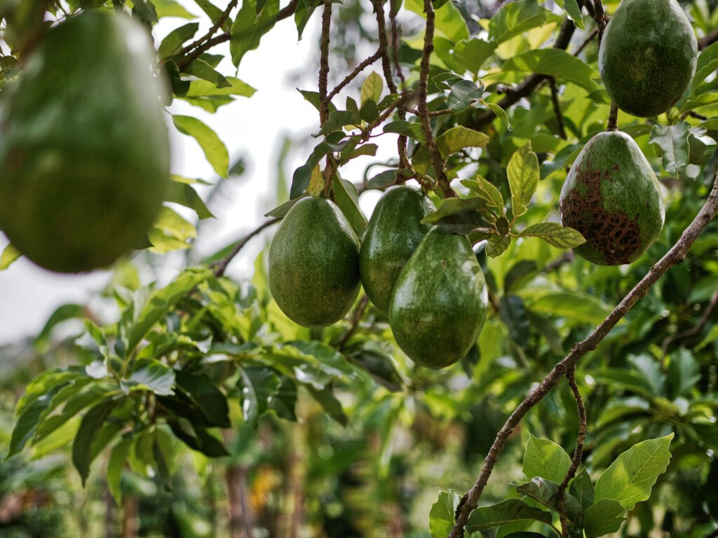 Cómo cultivar árboles de aguacate en casa a partir de esquejes