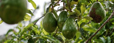 Cómo cultivar árboles de aguacate en casa a partir de esquejes 