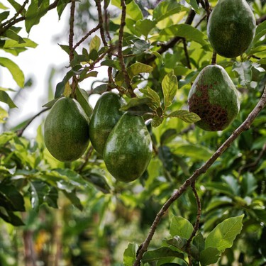 Cómo cultivar árboles de aguacate en casa a partir de esquejes 