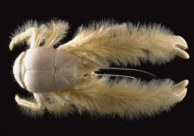 Descubierta una nueva especie de cangrejo, el Kiwa hirsuta