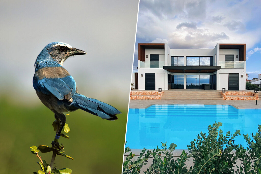 Un millonario de Florida quería una mansión en el hábitat de un pájaro protegido. Solución: que le quiten la protección