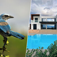 Un millonario de Florida compró un terreno para construir su mansión: ahora se enfrenta a un okupa de color azul