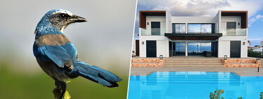 Un millonario de Florida quería una mansión en el hábitat de un pájaro protegido. Solución: que le quiten la protección