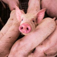 La brecha entre lo que cuesta la carne de cerdo en las granjas y los súper no para de crecer. Los ganaderos han dicho basta