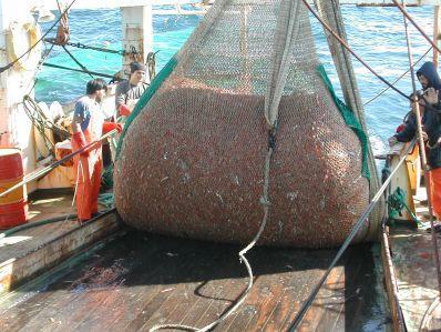 No más despojos pesqueros lanzados al mar