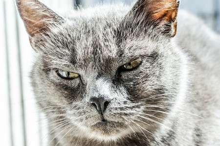 Cat 334383 1280
