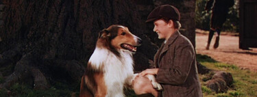 Qué fue de Lassie, el perro que debutó en el cine en 1943 y cuyos descendientes siguen ladrando ochenta años después 