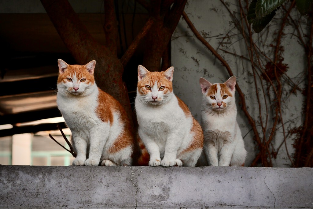 El Síndrome de Noé: cada vez hay más personas que acumulan y acumulan perros y gatos en sus casas