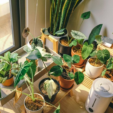 El invernadero urbano de Lidl en el que podremos cultivar casi cualquier cosa