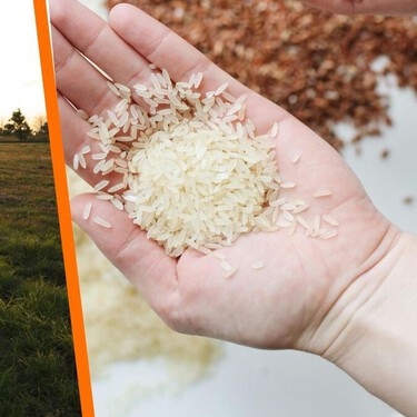 El arroz mexicano está en peligro: esta es la cruda realidad. Tú puedes ayudar a salvarlo