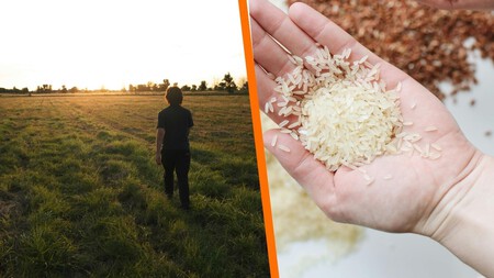 El arroz mexicano está en peligro: esta es la cruda realidad. Tú puedes ayudar a salvarlo