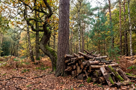 Arboles 2