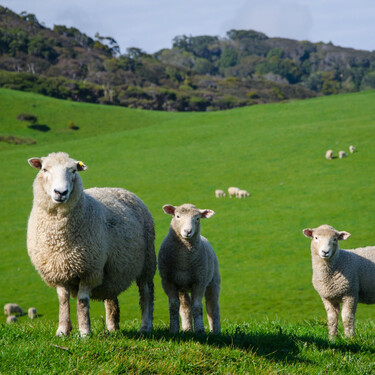 Tras Mercosur, Europa abre las puertas a lechales y terneras australianas. Los ganaderos españoles lo consideran "una traición" 
