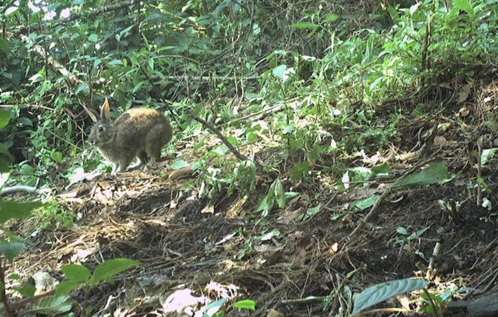 Durante 120 años, los científicos dieron por extinto al conejo de Omiltemi. Mientras tanto, en Sierra Madre del Sur los cazaban para comer