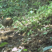 Durante 120 años, los científicos dieron por extinto al conejo de Omiltemi. Mientras tanto, en Sierra Madre del Sur los cazaban para comer