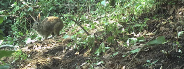 Durante 120 años, los científicos dieron por extinto al conejo de Omiltemi. Mientras tanto, en Sierra Madre del Sur los cazaban para comer