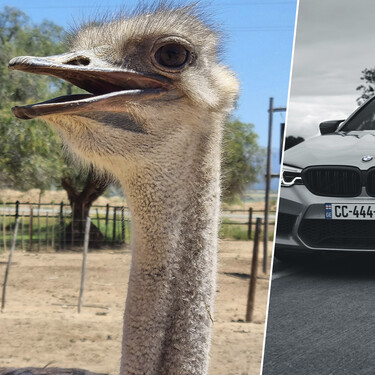 BMW tiene en Alemania una granja donde crece el secreto del acabado de lujo de sus autos: cientos de avestruces