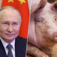 Putin se ha obsesionado con la vida eterna. Y por eso tiene a científicos experimentando con órganos en cerdos