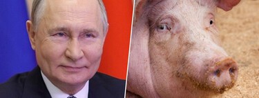 Putin se ha obsesionado con la vida eterna. Y por eso tiene a científicos experimentando con órganos en cerdos