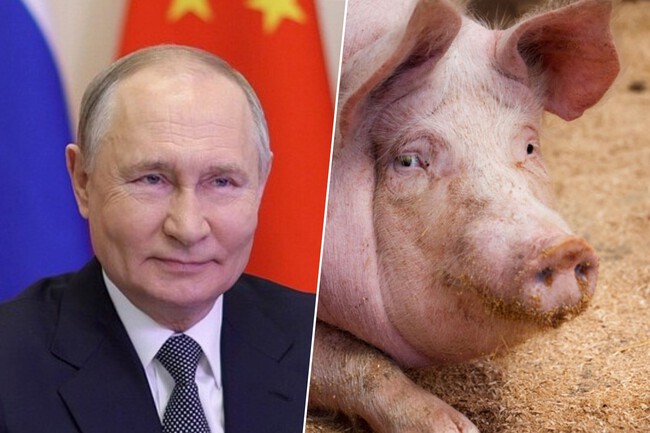 Putin Rusia Cerdo Xataka