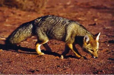 Singularidades extraordinarias de animales ordinarios (y XLVII): el zorro
