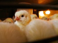 Modelo para fomentar la creación de empresas; incubadoras y aceleradoras de proyectos 