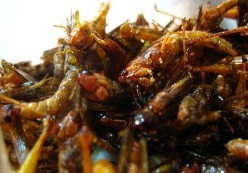 Insectos para el menú del día