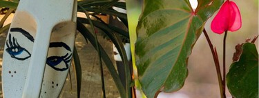 No las tires: las botellas que cada día desechas son las mejores macetas para tu terraza 