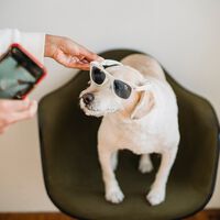 A un vallisoletano se le ocurrió que su perro necesitaba Tinder. Y ha creado una app para facilitar el 'match' 