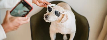 Un vallisoletano vio que lo que necesitaba su mascota era compañía. Su solución ha sido crear el primer Tinder para perros