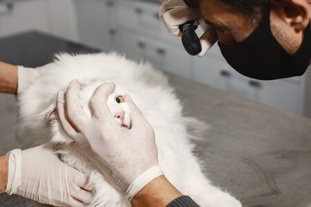 Gato en el veterinario