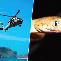 En 2013 EEUU lanzó 2.000 ratones cargados de paracetamol para aniquilar la criatura de una isla. Los resultados siguen sorprendiendo