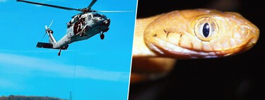 En 2013 EEUU lanzó 2.000 ratones cargados de paracetamol para aniquilar la criatura de una isla. Los resultados siguen sorprendiendo