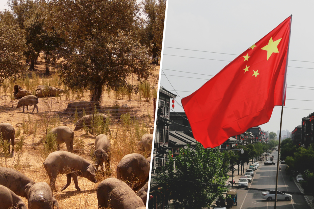 China ha movido ficha contra los aranceles europeos a sus coches eléctricos. Primera víctima: el cerdo español 