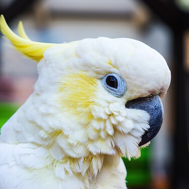 Qué es la CITES y por qué es importante al comprar o adoptar animales exóticos