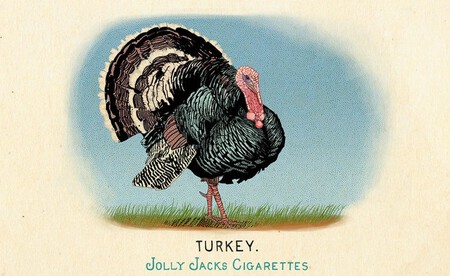 Fauna De Norteamerica 11