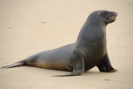Sealion