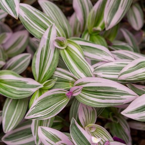 Esta planta de preciosas hojas es perfecta para decorar cualquier estancia y es muy fácil de mantener