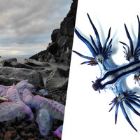 El verano es la época idónea para ver los efectos de un fenómeno nada esperanzado: la tropicalización de nuestros mares