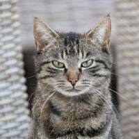 La prueba de que los gatos son superiores a los perros: son capaces de hacer 300 expresiones faciales diferentes