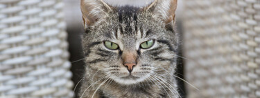 La prueba de que los gatos son superiores a los perros: son capaces de hacer 300 expresiones faciales diferentes