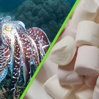 Sabíamos que los cefalópodos eran inteligentes, pero no tanto: una sepia aprobó un test aplicado en niños 