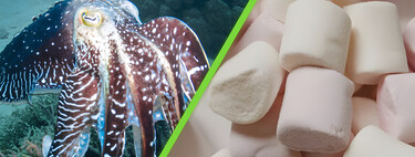 Sabíamos que los cefalópodos eran inteligentes, pero no tanto: una sepia aprobó un test aplicado en niños 