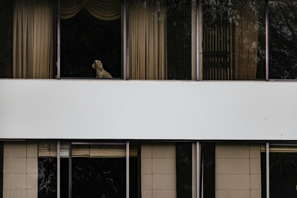 España se está llenando de edificios con mascotas. La Ley de Propiedad Horizontal aclara qué hacer cuando causan molestias